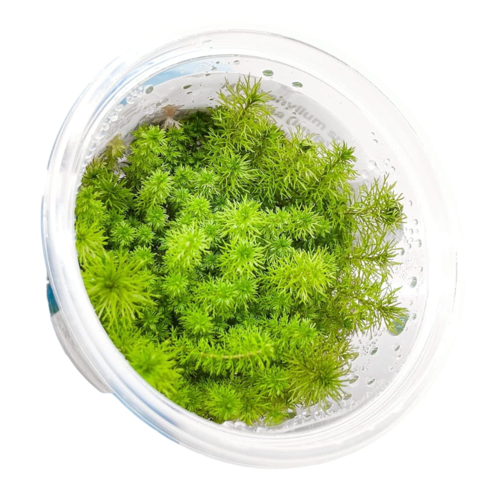 Myriophyllum Guyana.jpg